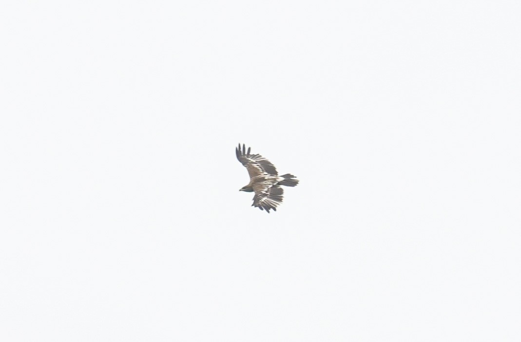 Indian Spotted Eagle - ML503234841