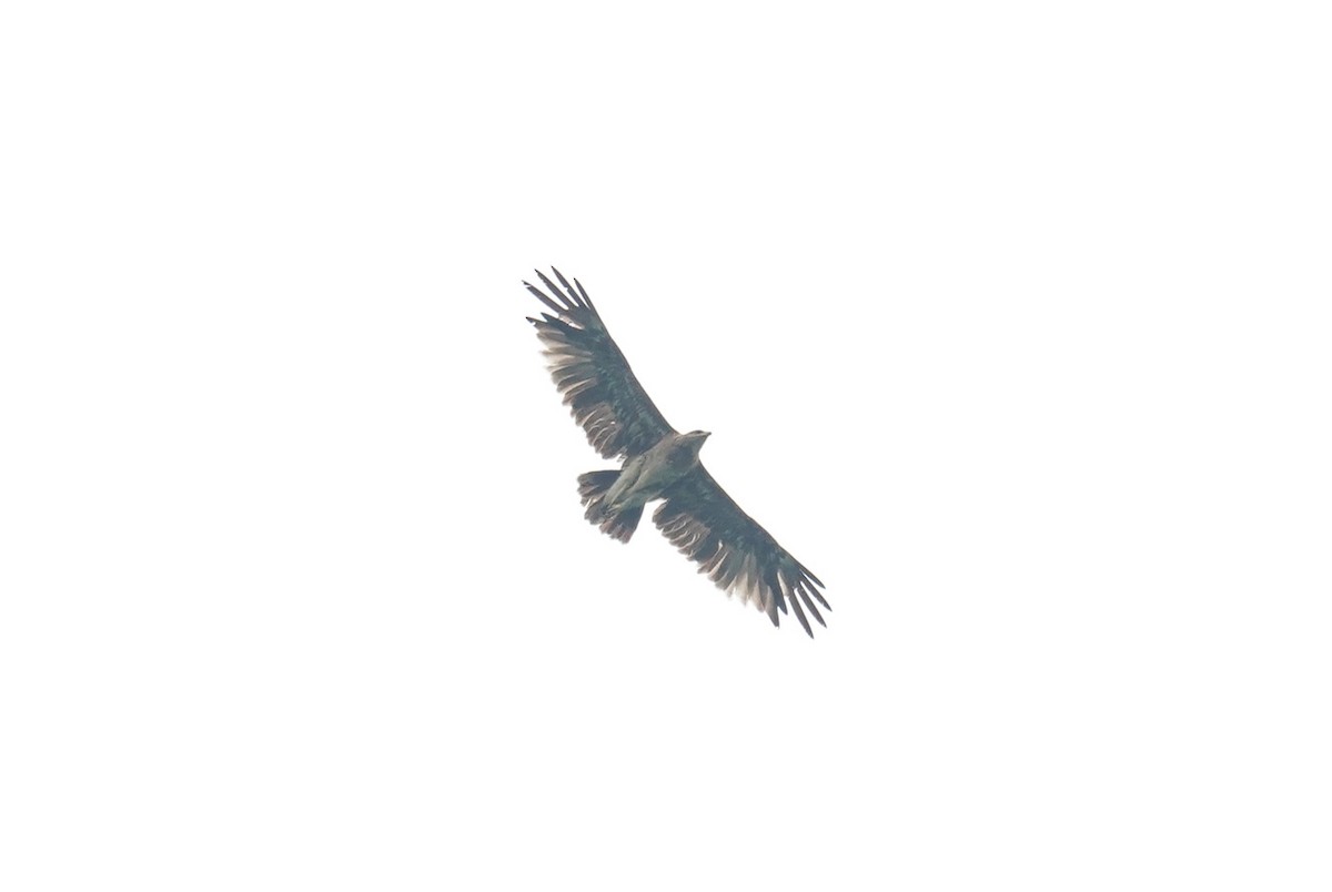 Indian Spotted Eagle - ML503234851