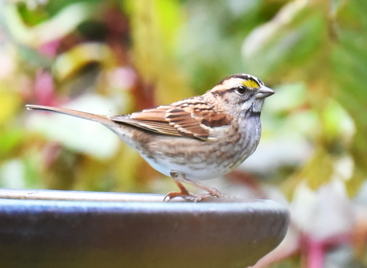 White-throated Sparrow - ML503238731