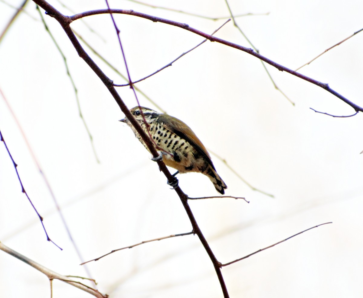 Speckled Piculet - ML503240621