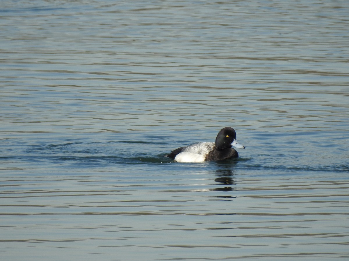 Greater Scaup - Emphe Ghie