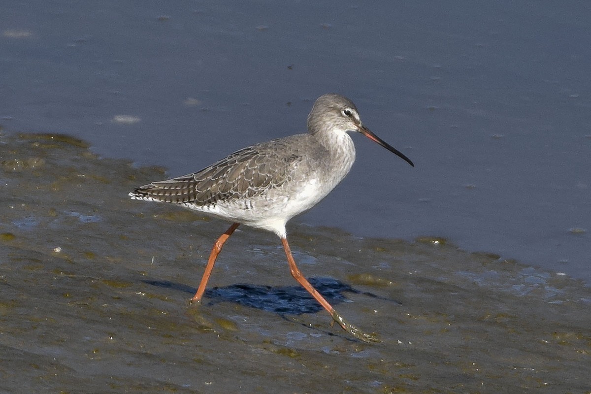 Spotted Redshank - ML503243001