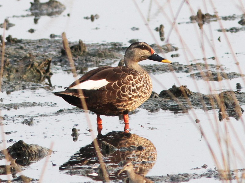 Indian Spot-billed Duck - Jayan Thomas