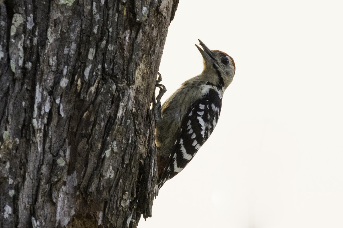 Fulvous-breasted Woodpecker - ML503244331