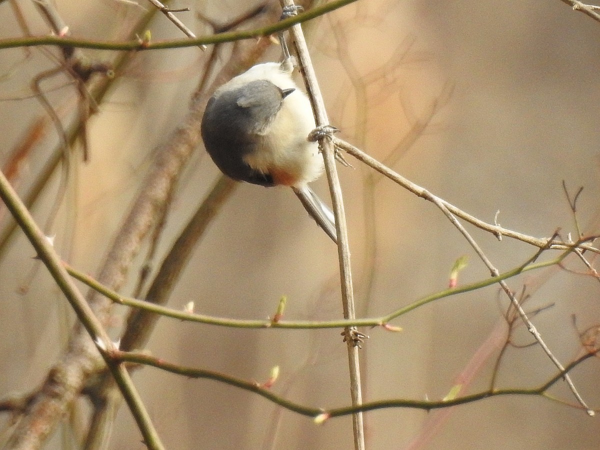 Tufted Titmouse - Emphe Ghie