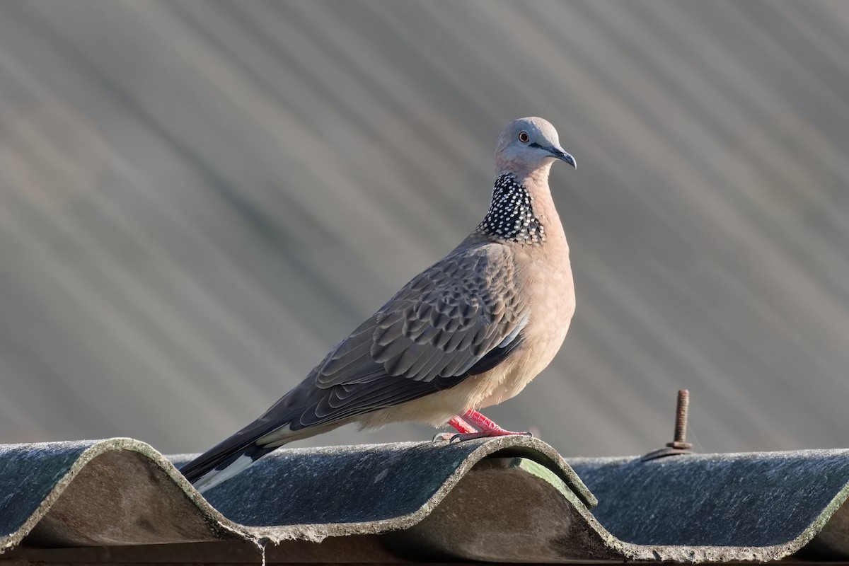 Spotted Dove - ML503254731