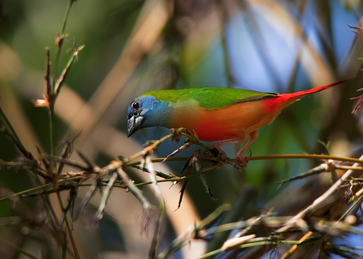 Pin-tailed Parrotfinch - ML503254811