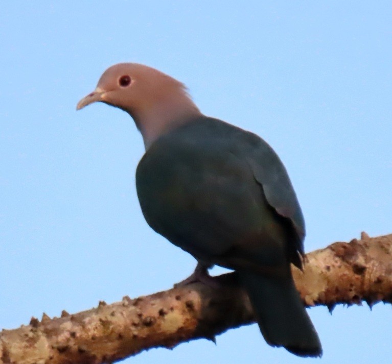 Green Imperial-Pigeon - Maria Fernandes