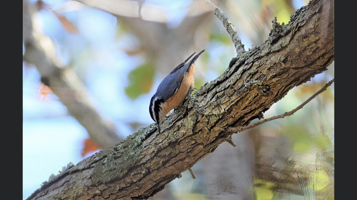 Red-breasted Nuthatch - ML503257981