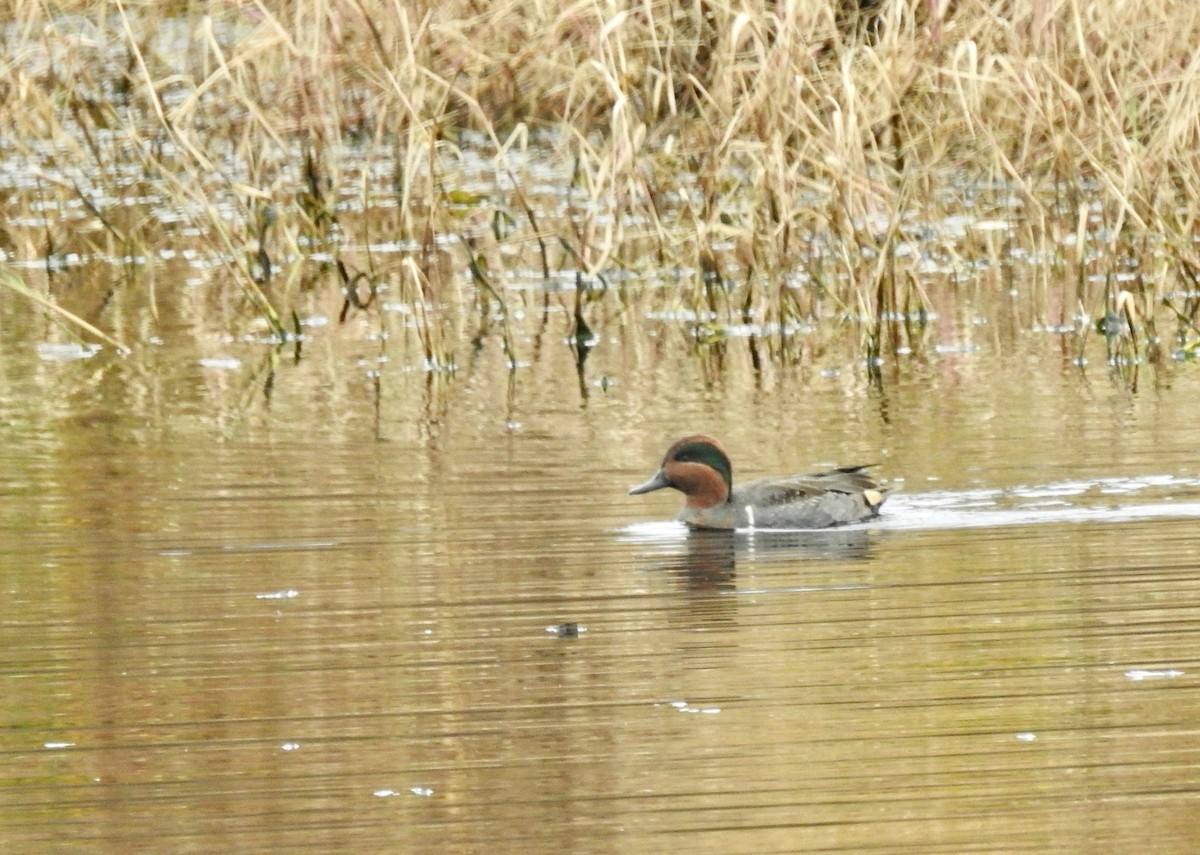 Green-winged Teal - ML503261941