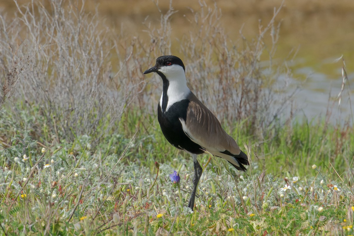 Spur-winged Lapwing - ML503270691