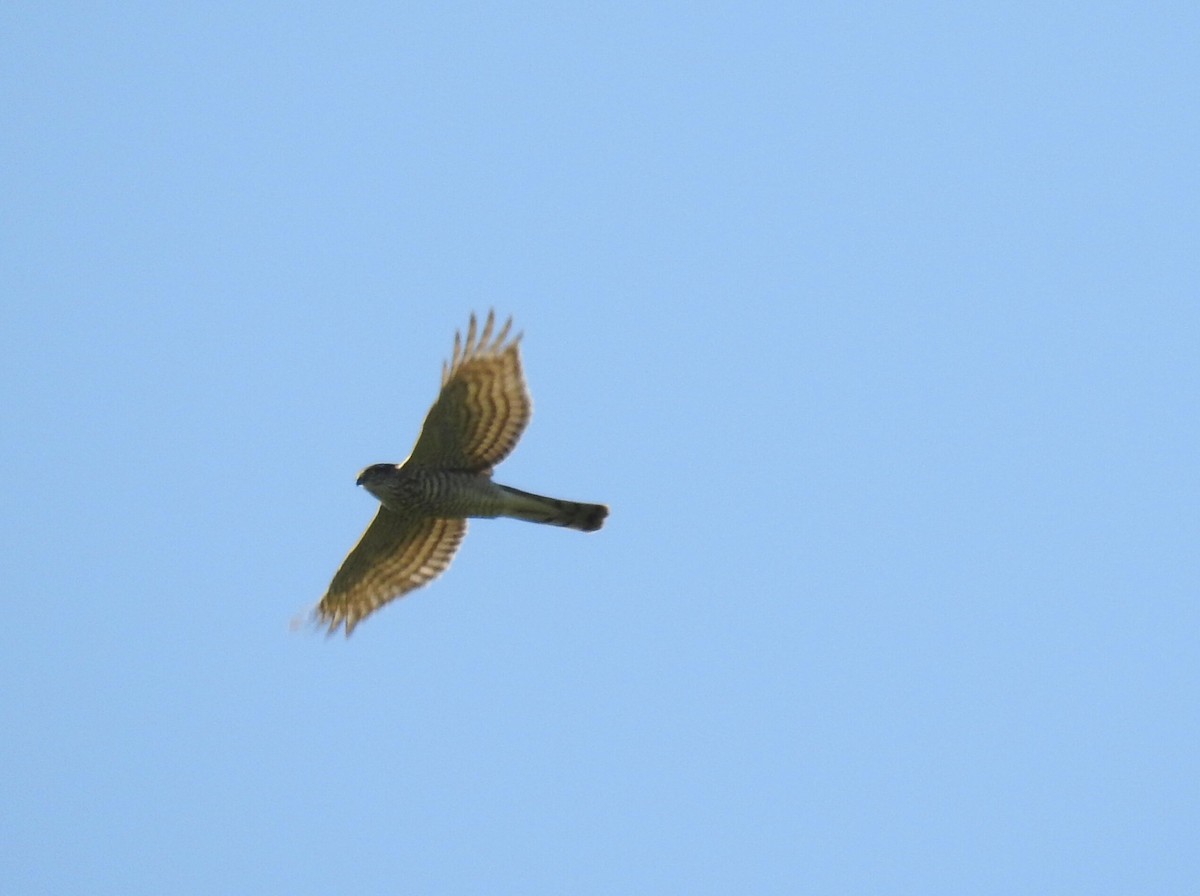 Eurasian Sparrowhawk - ML503275411