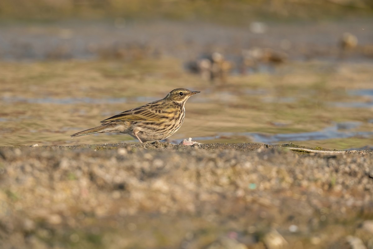Rosy Pipit - ML503276491