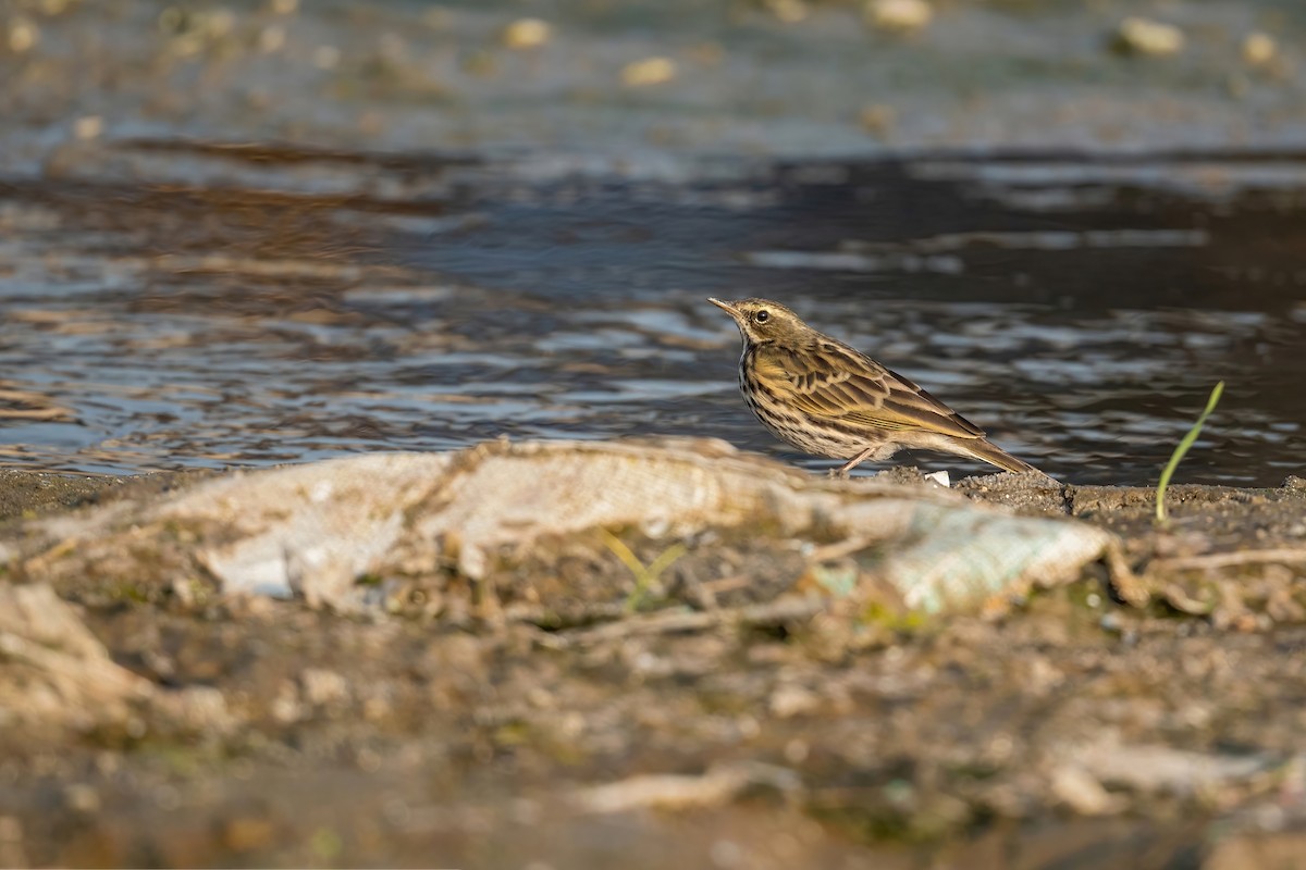 Rosy Pipit - ML503276501