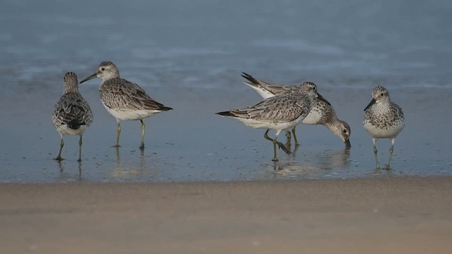 Great Knot - ML503277731