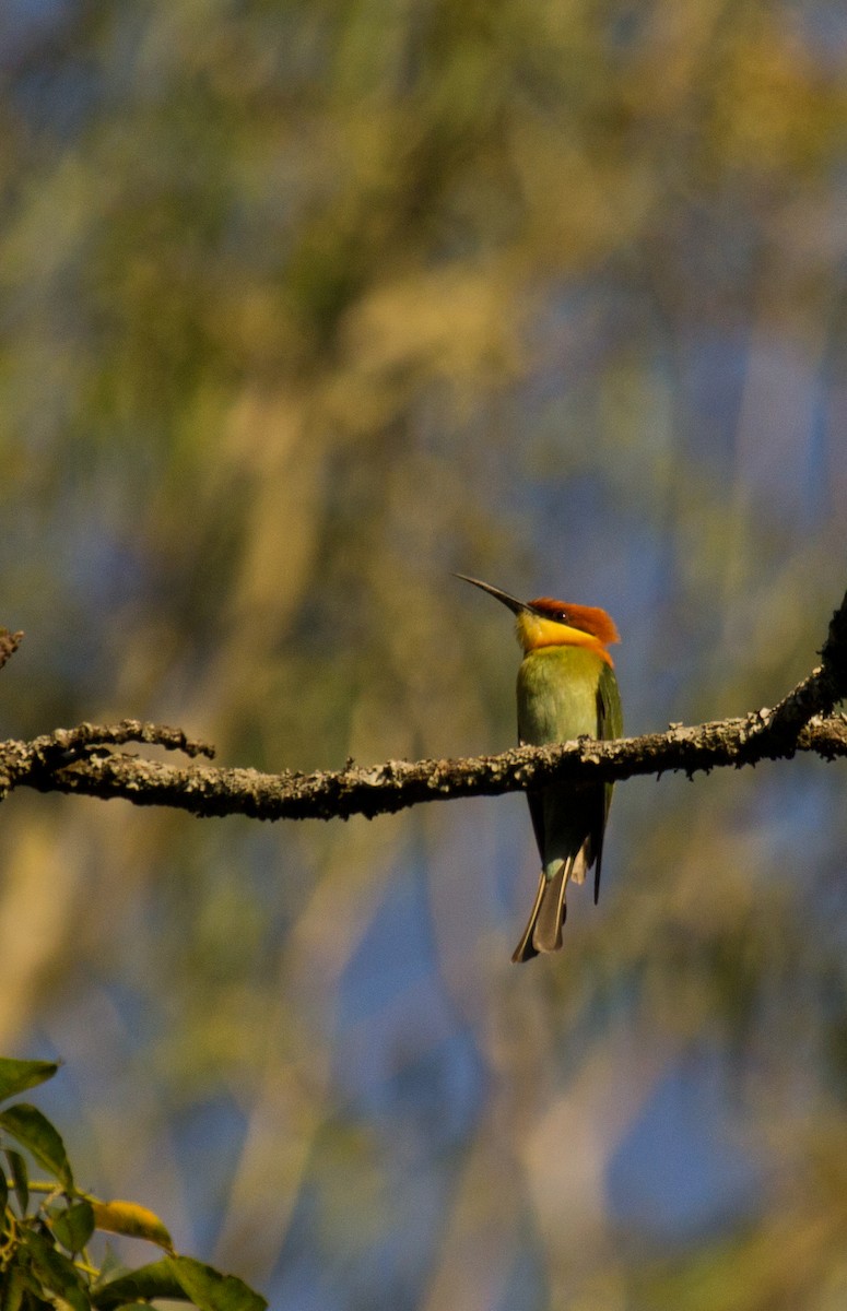 Chestnut-headed Bee-eater - Krishna Murthy