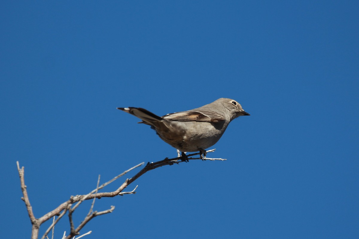 Townsend's Solitaire - ML503281091