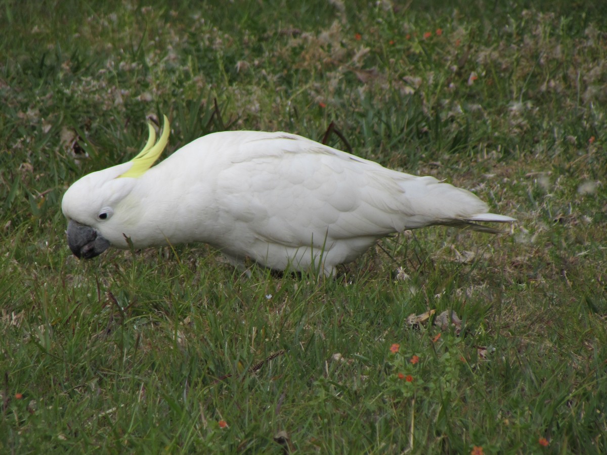 Sulphur-crested Cockatoo - Howard Youth