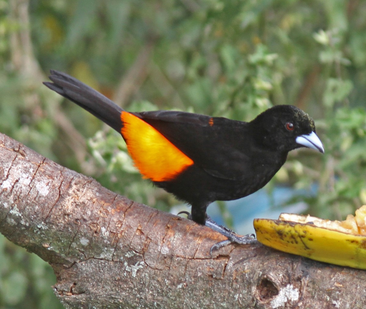 Flame-rumped Tanager (Flame-rumped) - ML50329681