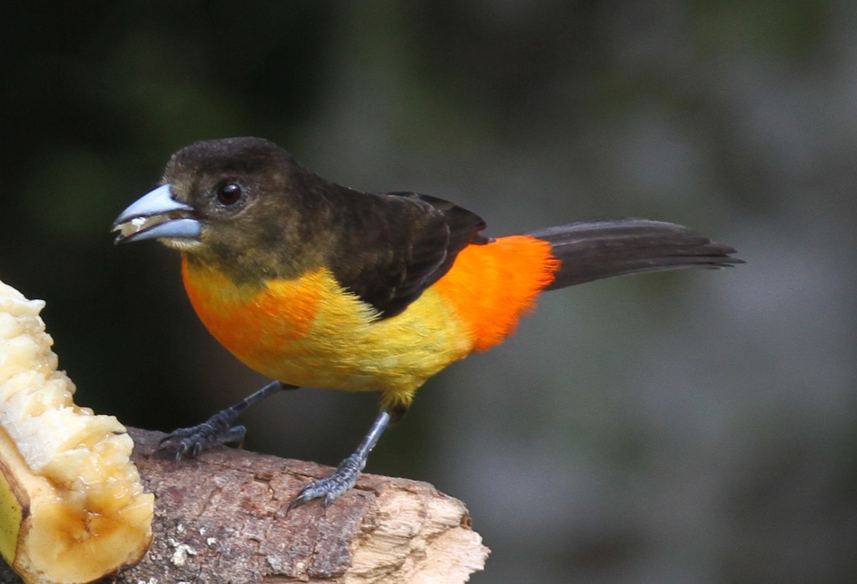 Flame-rumped Tanager (Flame-rumped) - Larry Sirvio