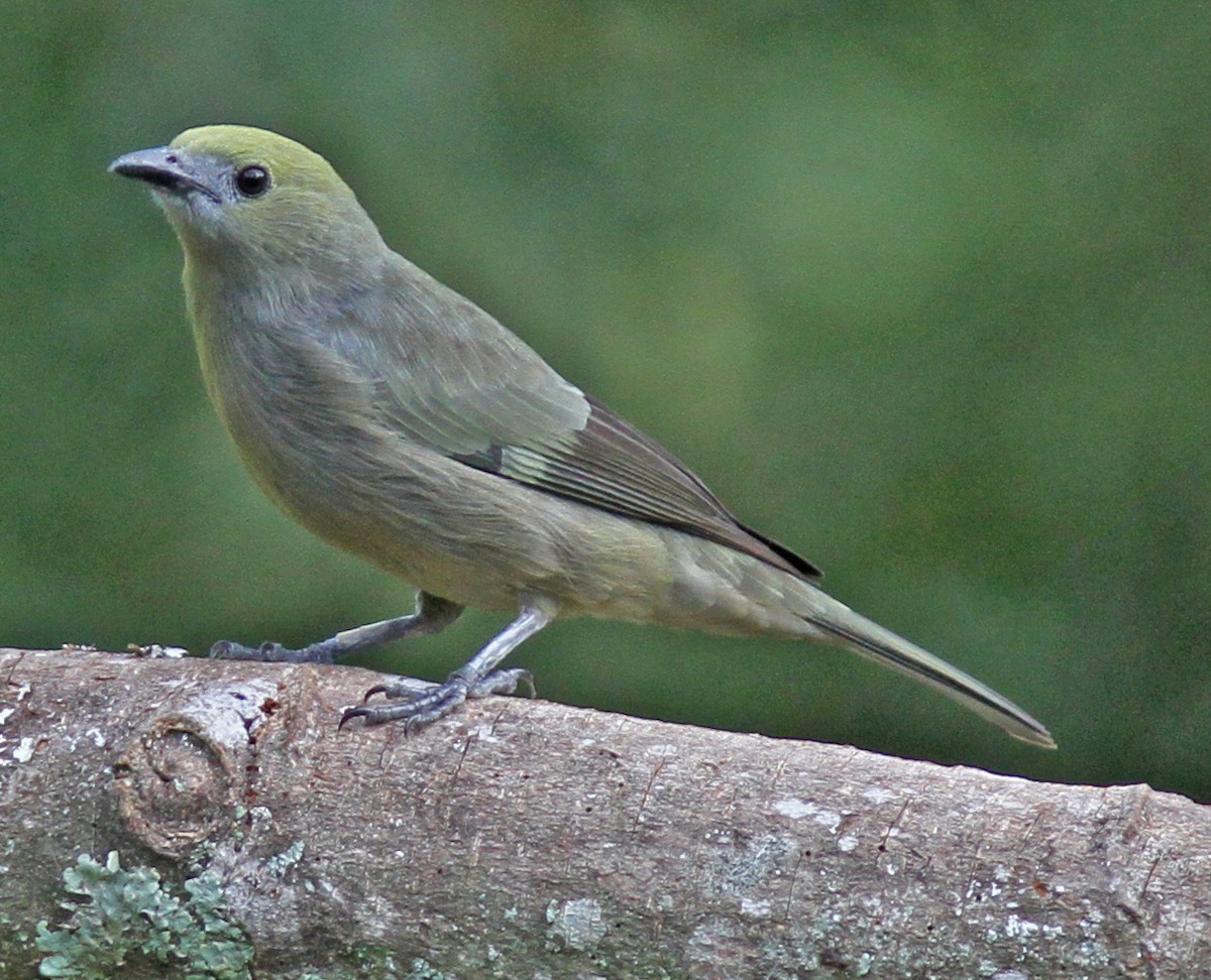 Palm Tanager - ML50329761