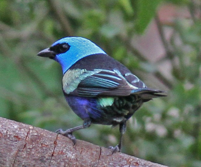 Blue-necked Tanager - Larry Sirvio