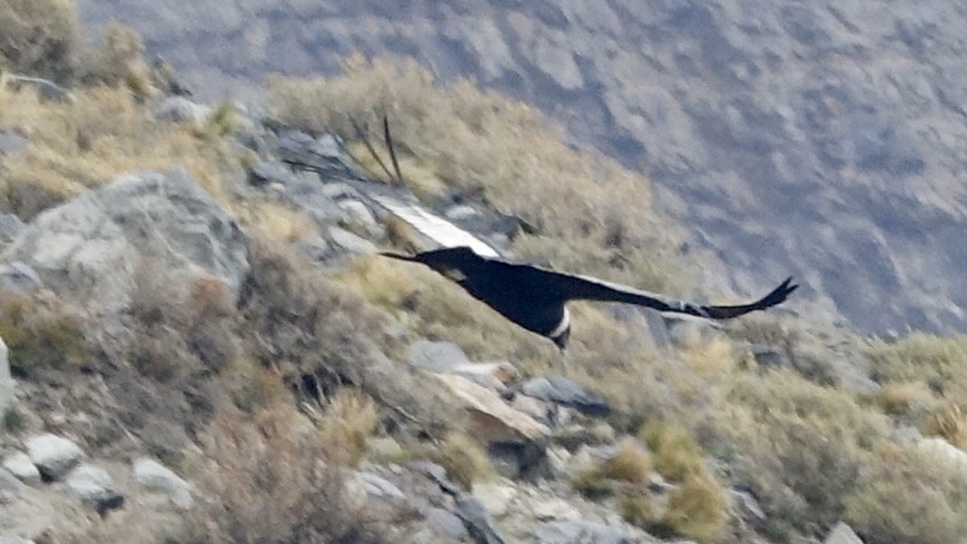 Andean Condor - ML503298621