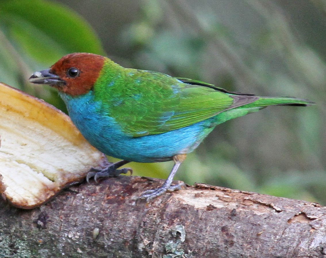 Bay-headed Tanager (Bay-and-blue) - ML50329951