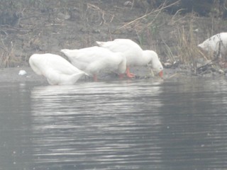 Graylag Goose (Domestic type), ML503301371