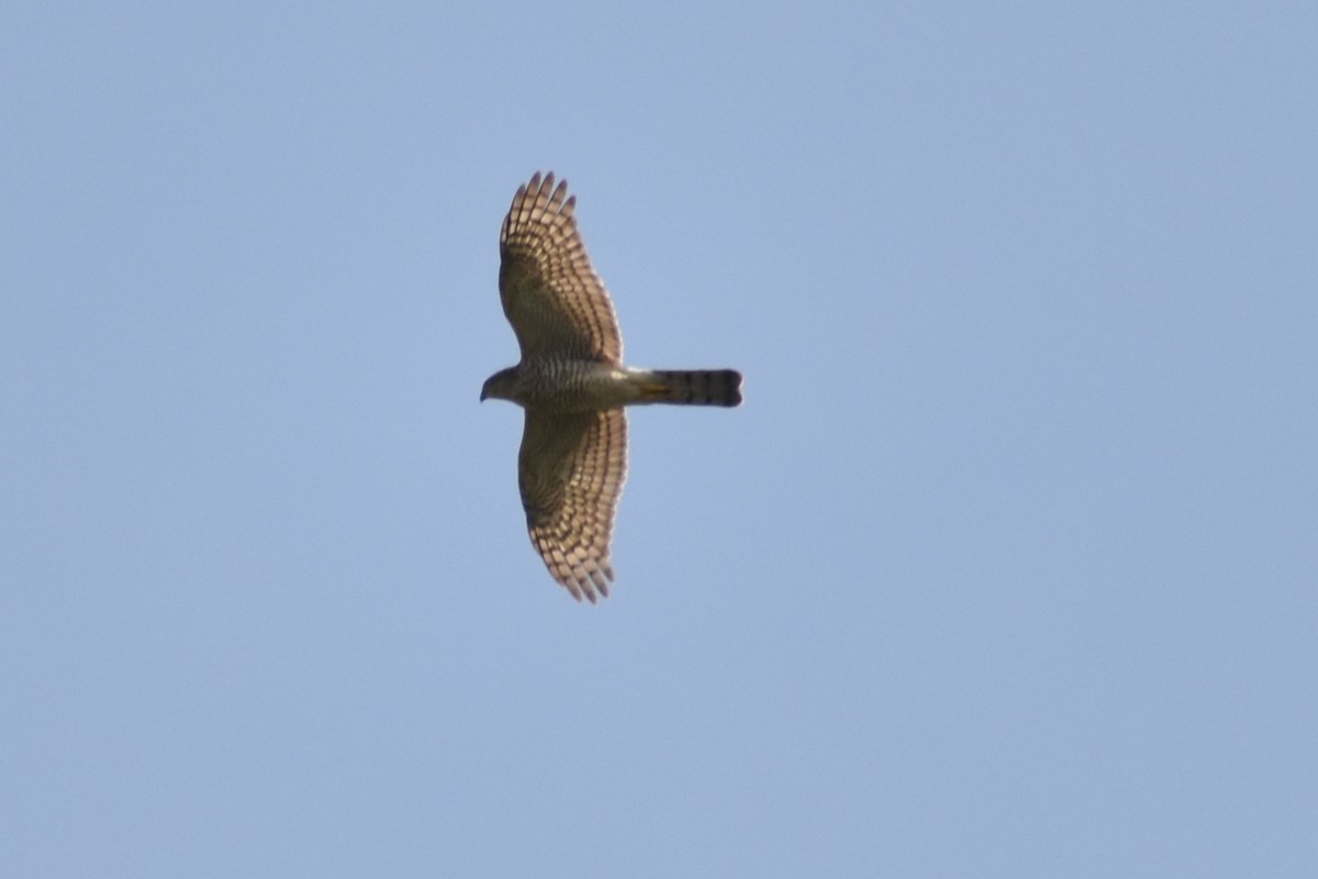 Eurasian Sparrowhawk - ML503306691