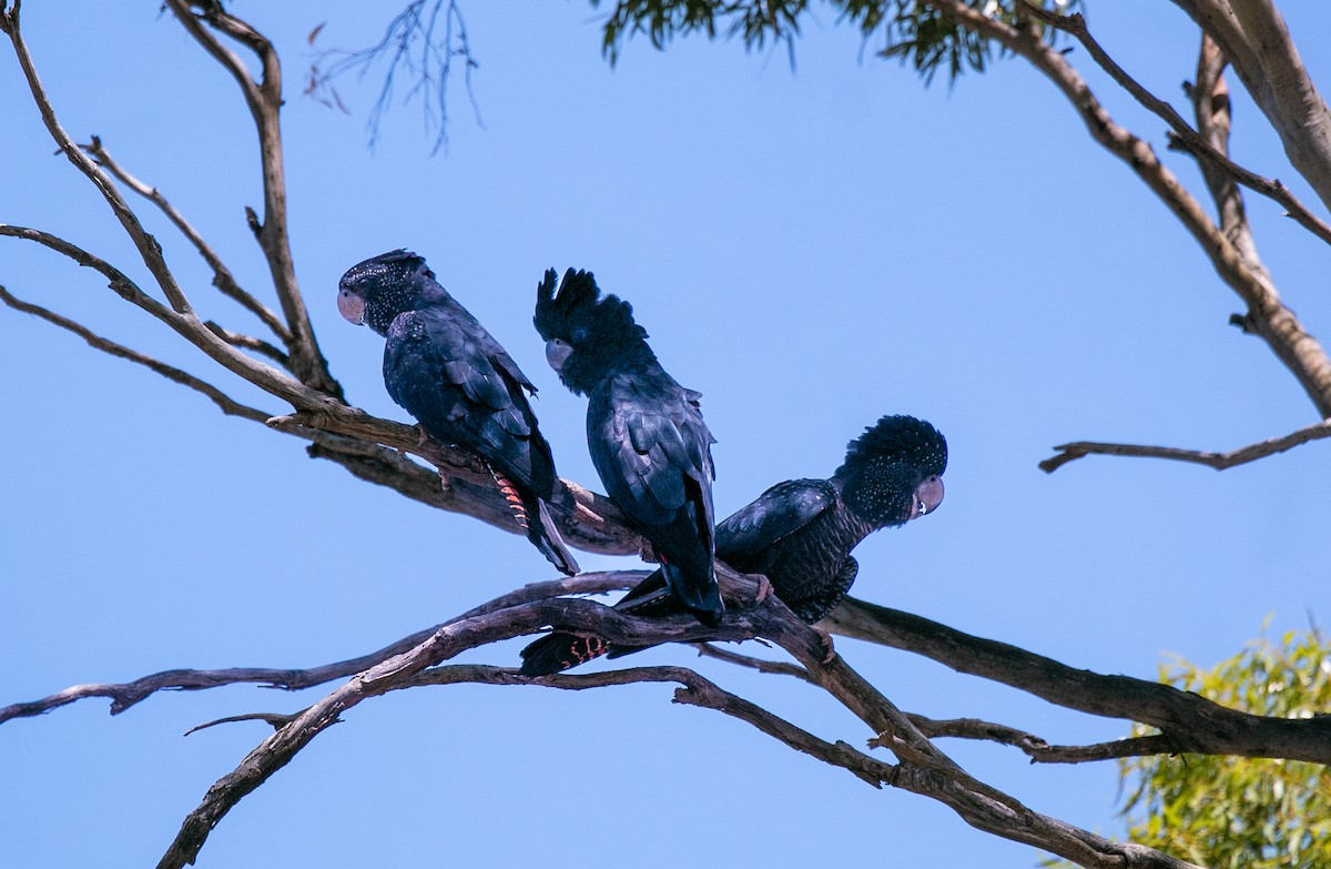 Red-tailed Black-Cockatoo - ML503307831