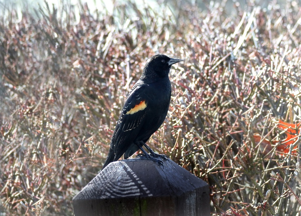 Red-winged Blackbird (Red-winged) - Ardyce Blohm