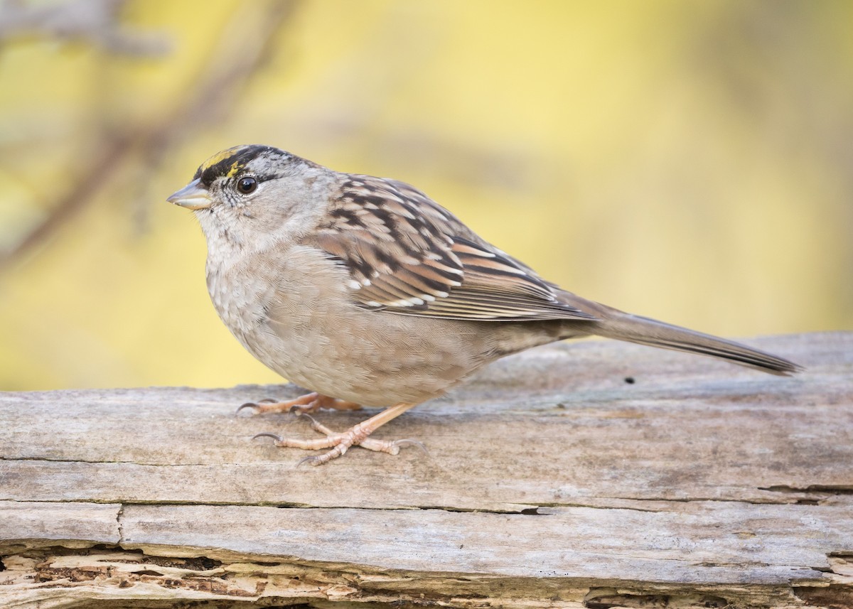 Golden-crowned Sparrow - Darren Clark