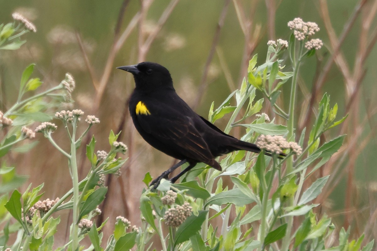 Yellow-winged Blackbird - ML503311941
