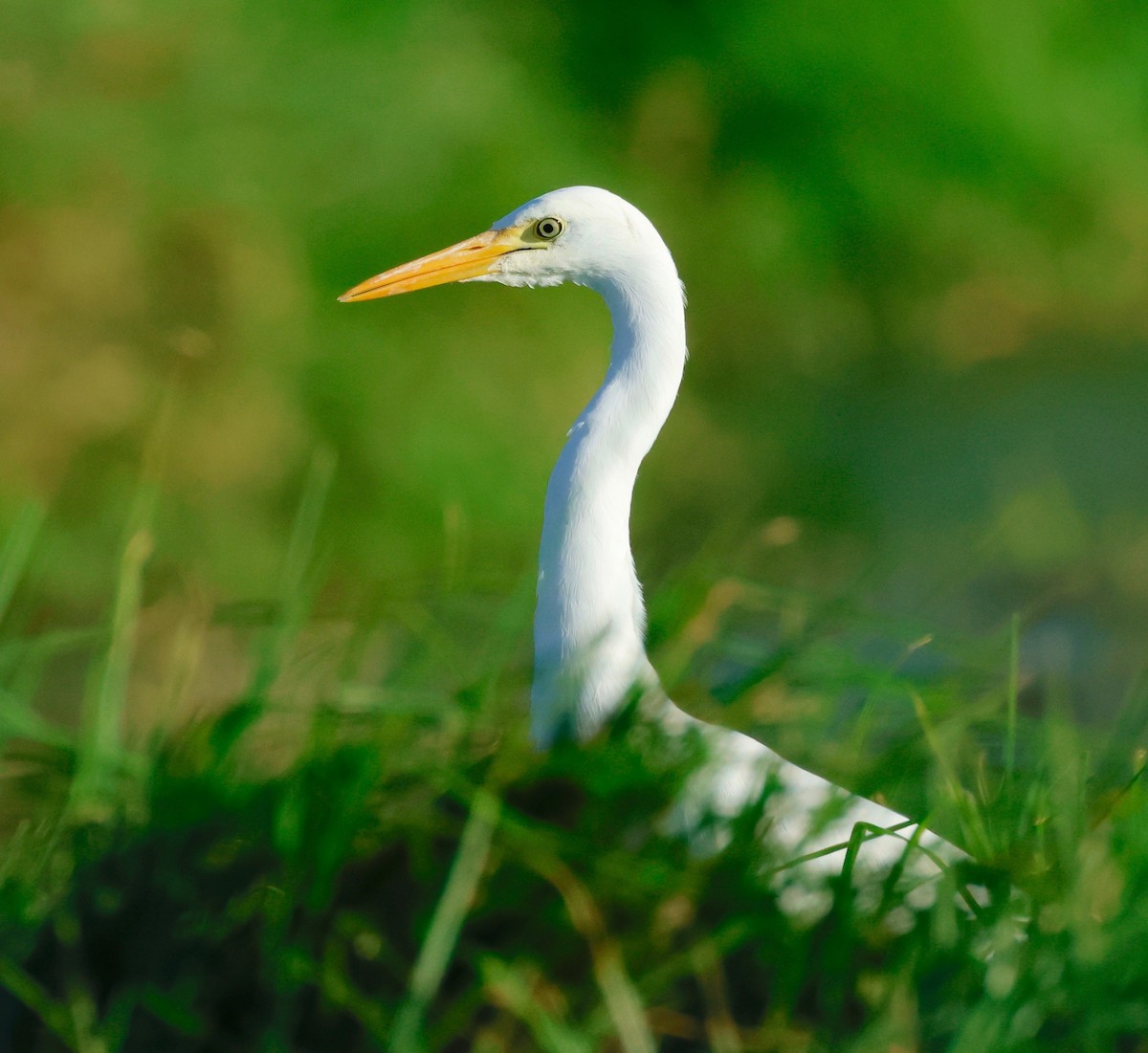Yellow-billed Egret - Garret Skead