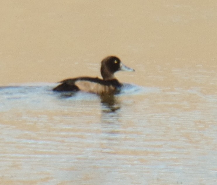 Tufted Duck - ML503312961