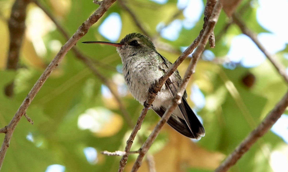 Broad-billed Hummingbird - ML503317771