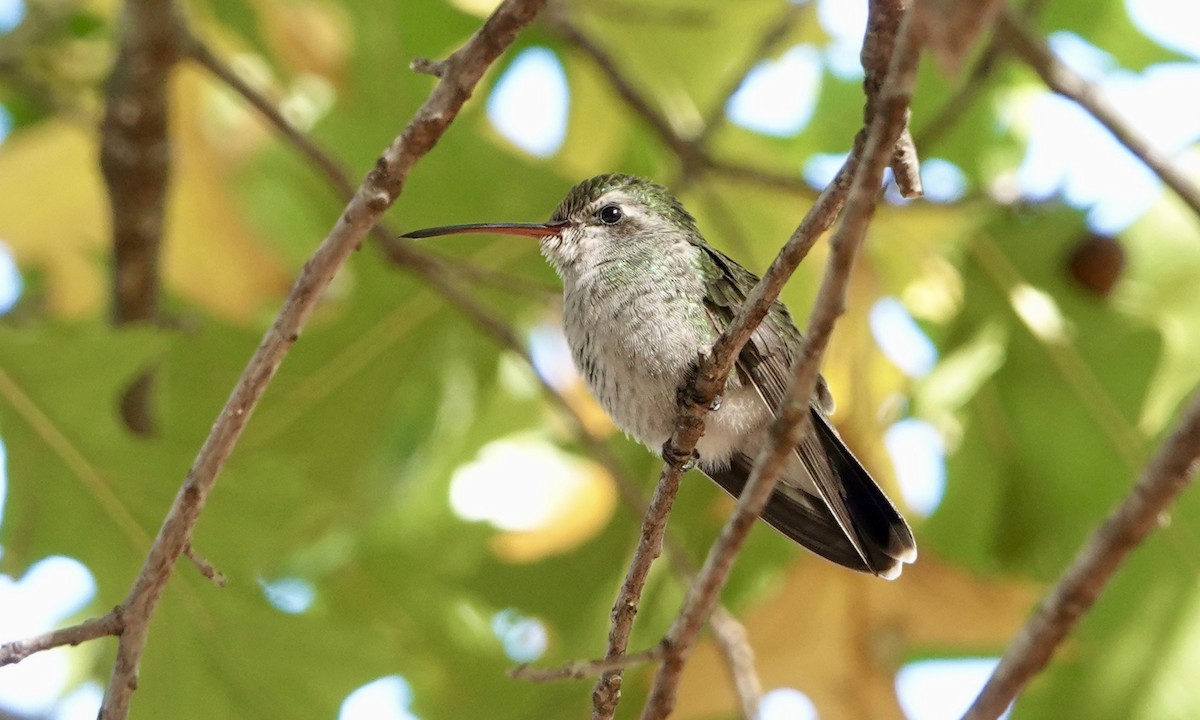 Broad-billed Hummingbird - Jacob Crissup