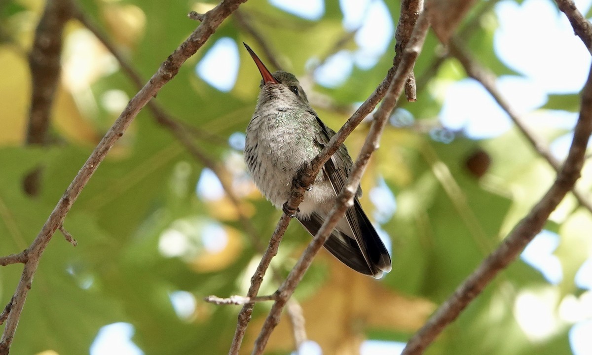 Broad-billed Hummingbird - ML503317801