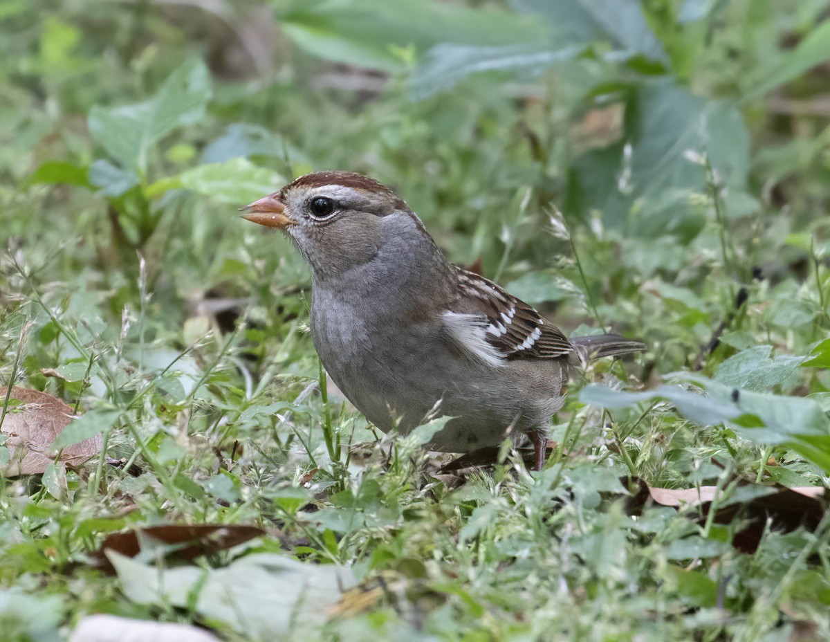 White-crowned Sparrow (Gambel's) - ML503322291