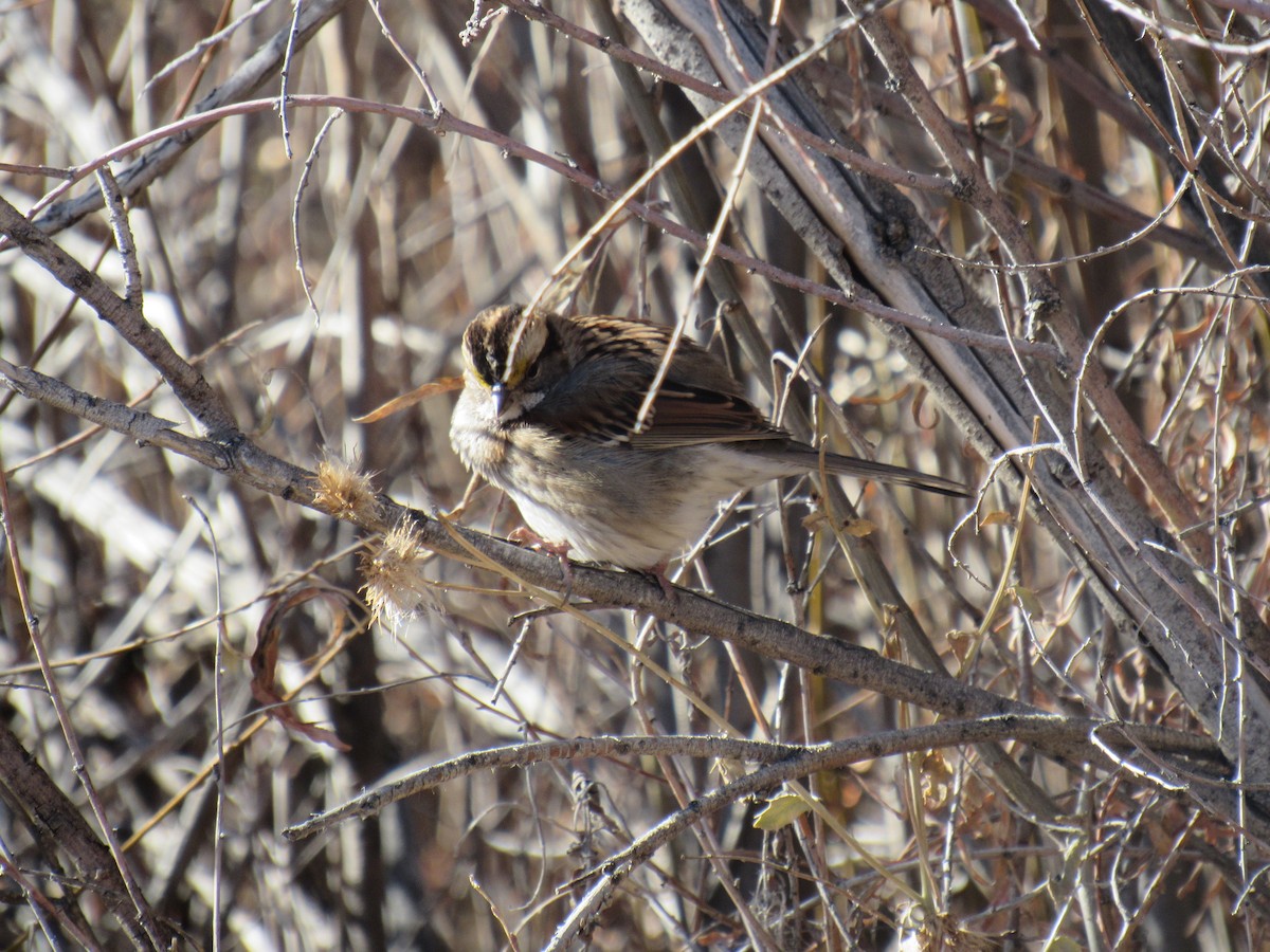 White-throated Sparrow - ML503326381