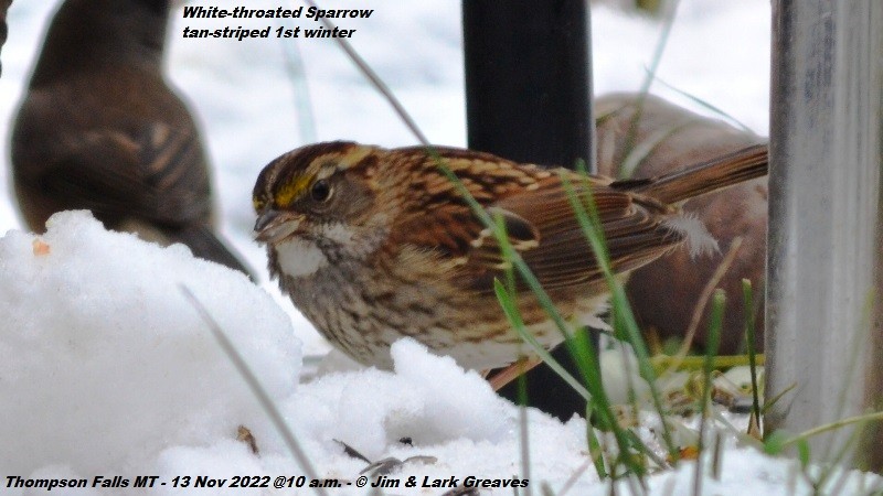 White-throated Sparrow - ML503328901