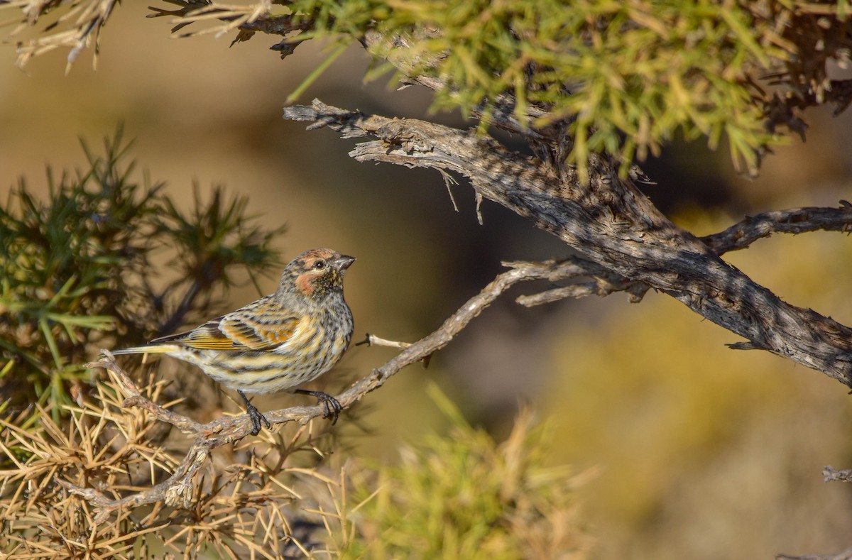 Fire-fronted Serin - ML503329441