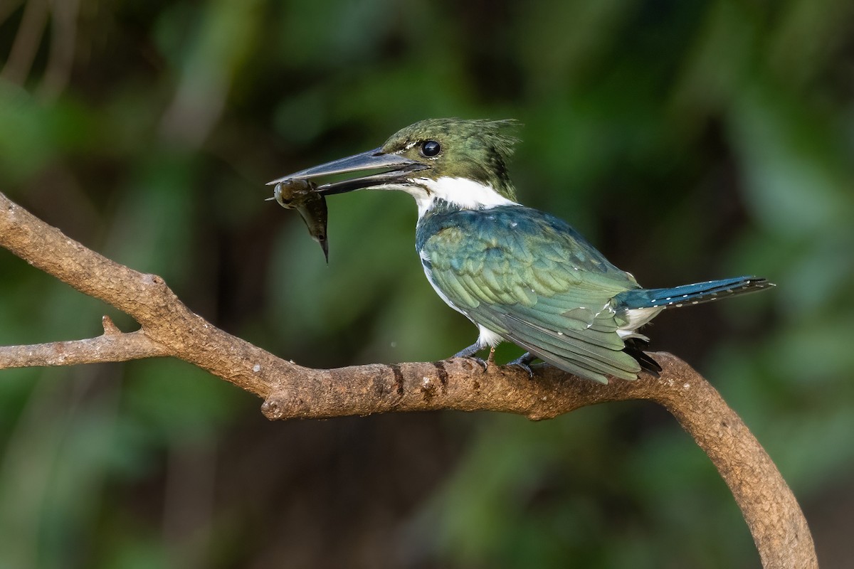 Amazon Kingfisher - Yeray Seminario