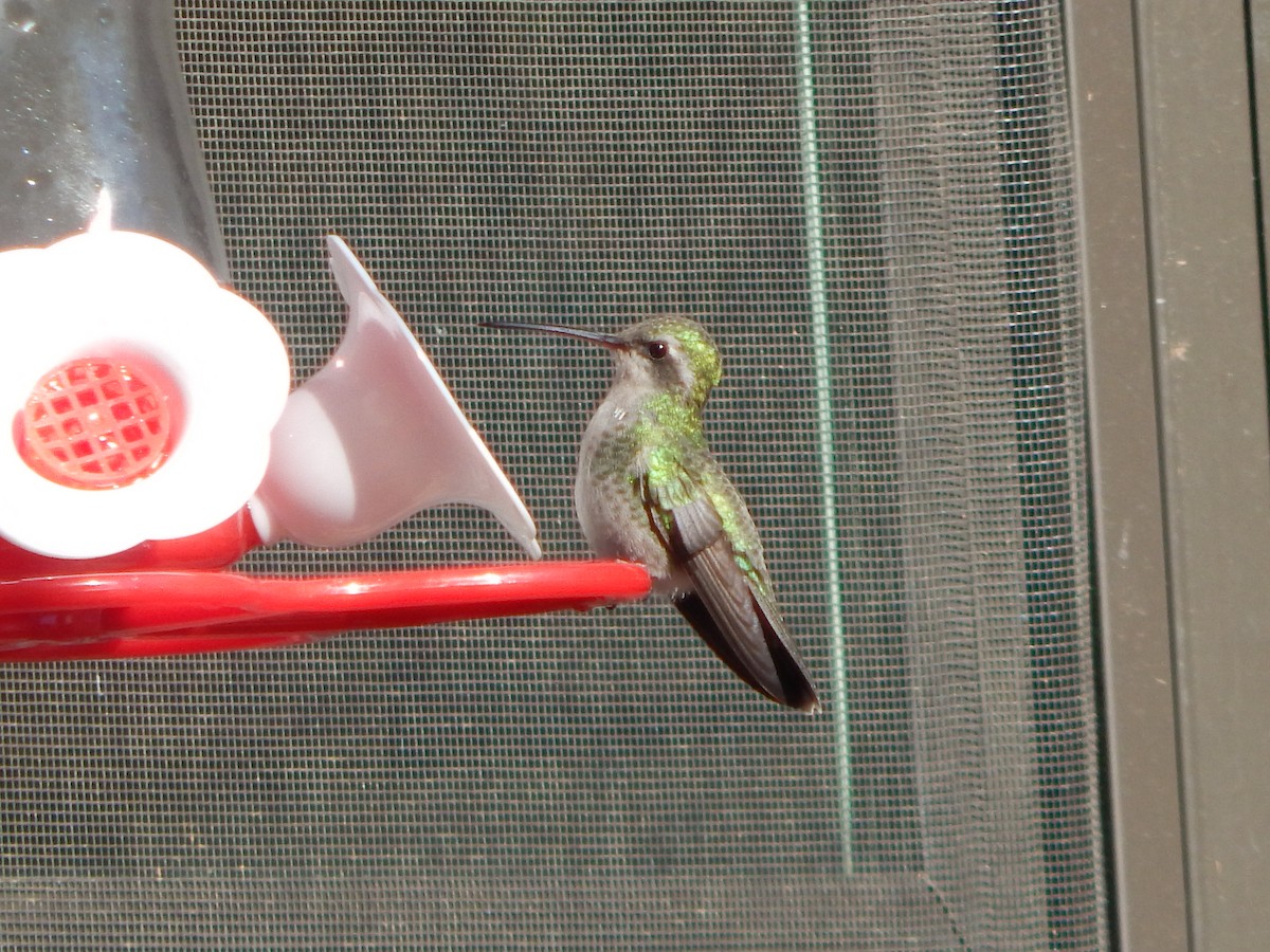 Broad-billed Hummingbird - ML503329721