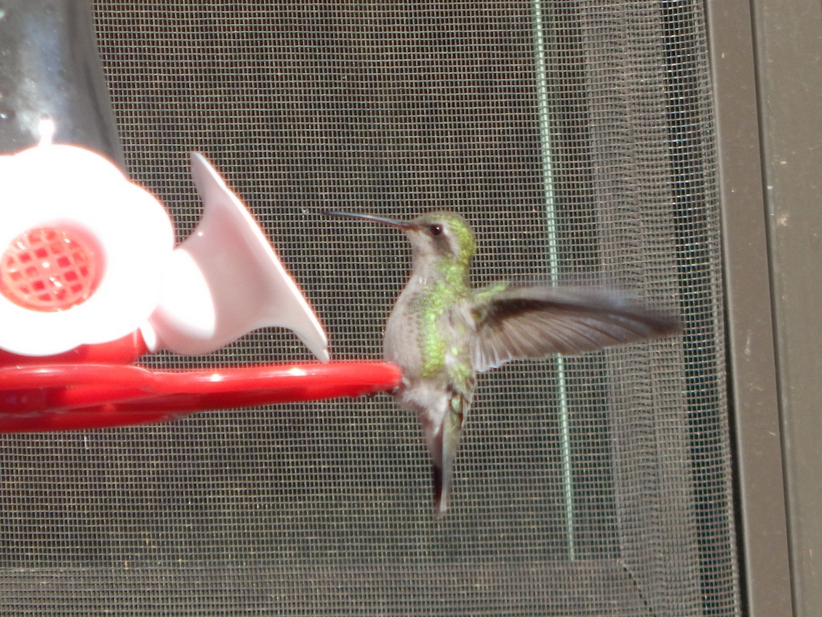 Broad-billed Hummingbird - ML503329731