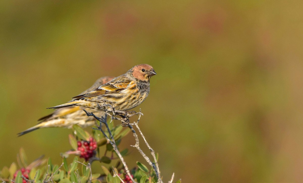 Fire-fronted Serin - ML503329931