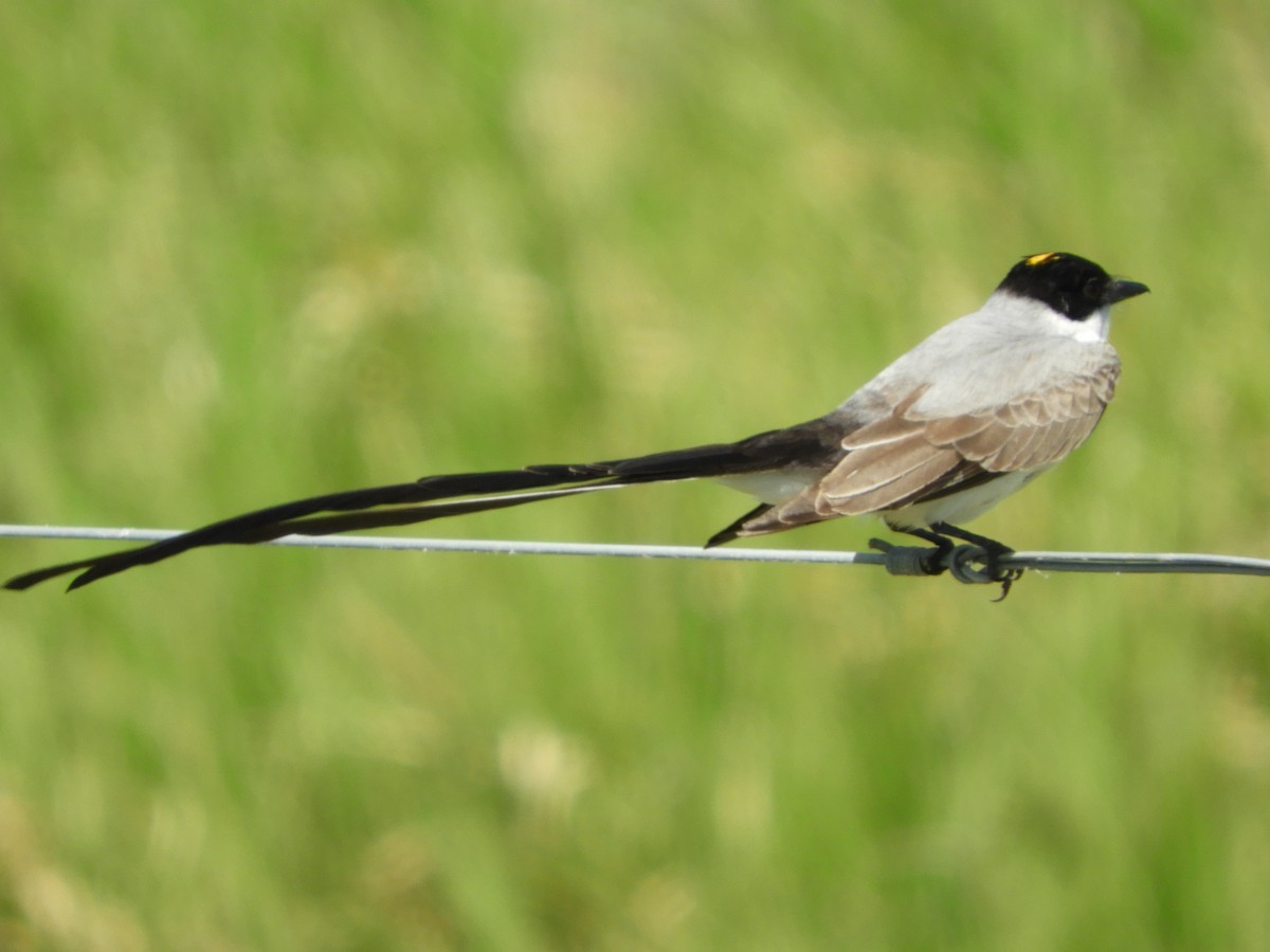 Fork-tailed Flycatcher - ML503330221