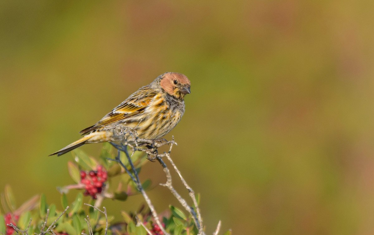 Fire-fronted Serin - ML503330231