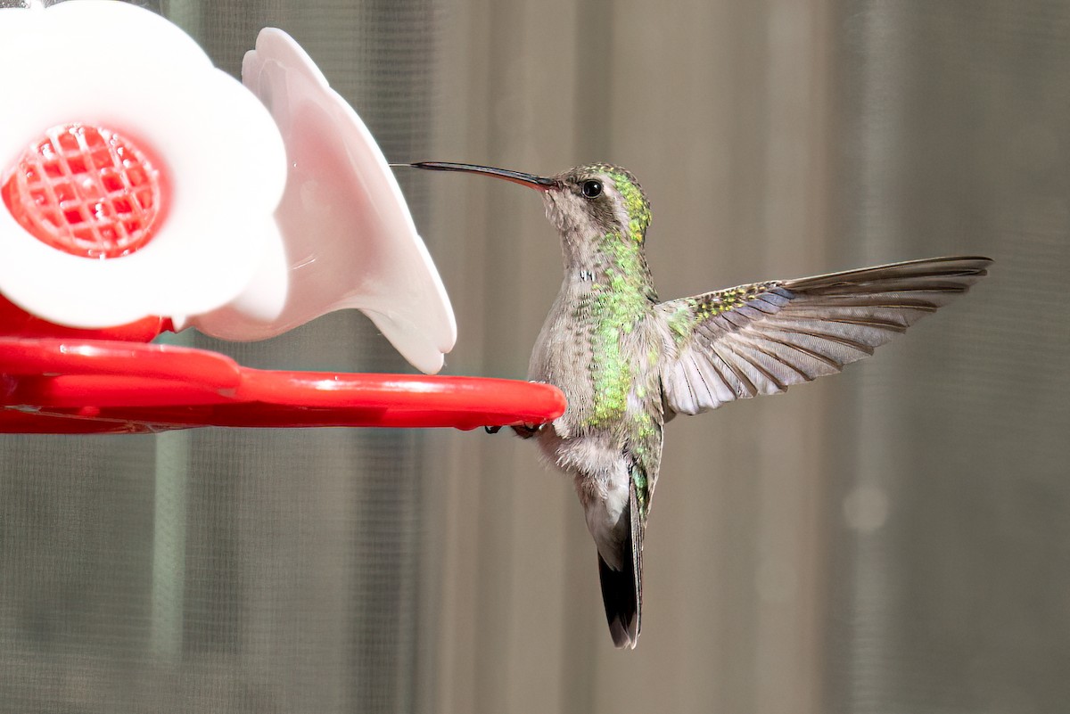 Broad-billed Hummingbird - ML503331811